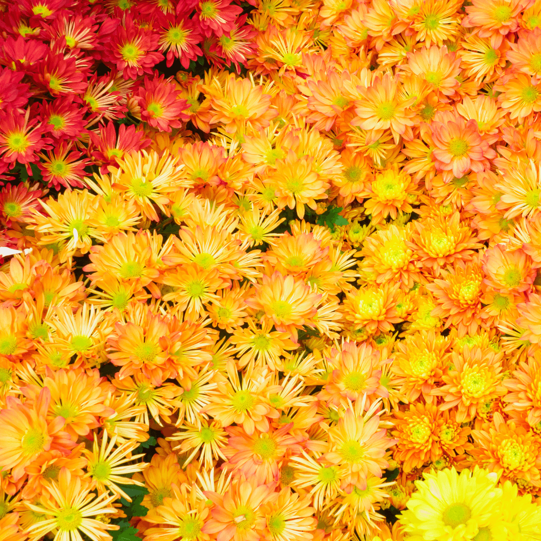 Chrysanthemums (Mums)