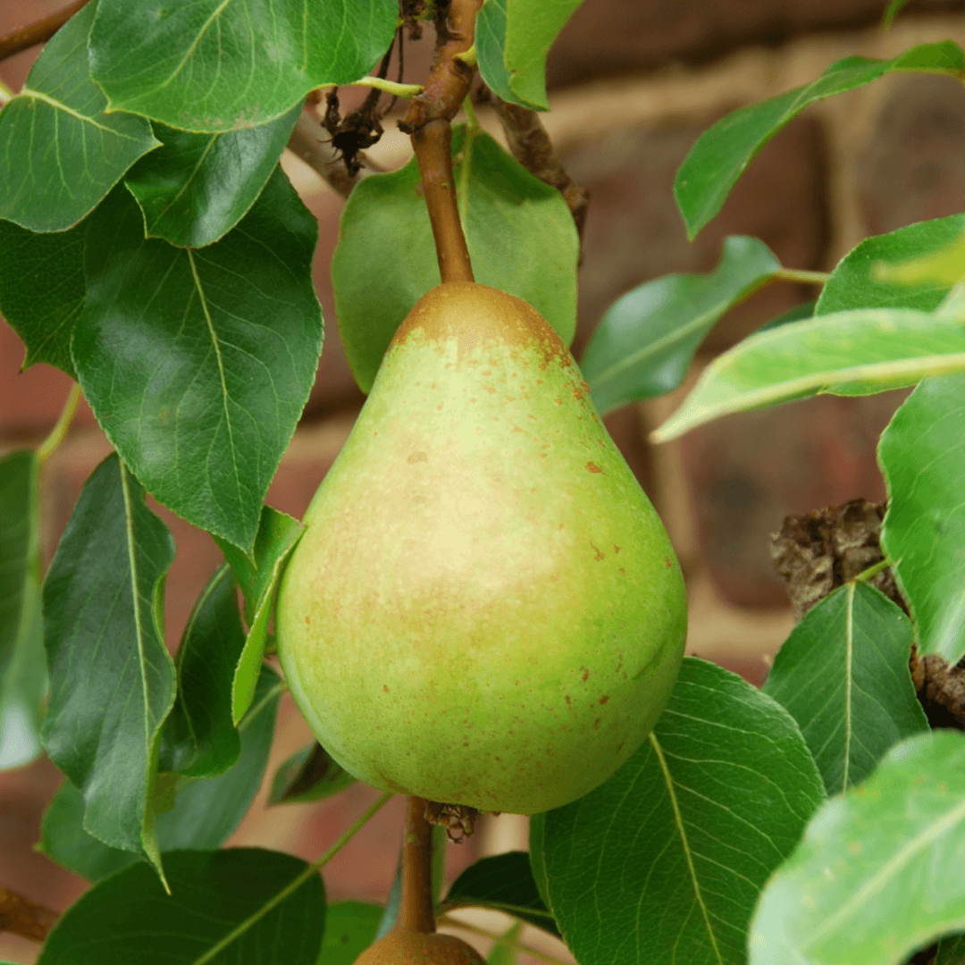 Types Of Pear Trees