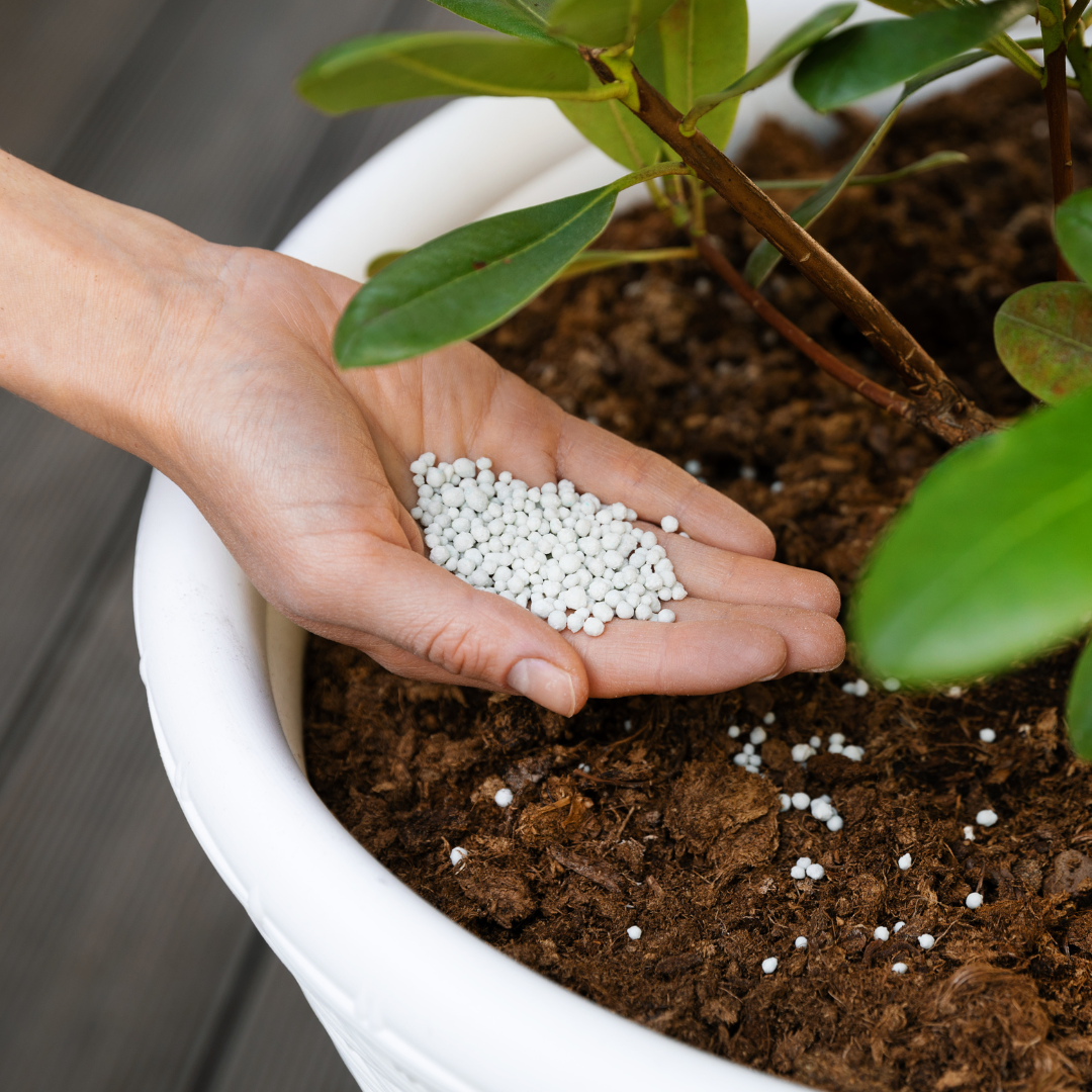 Fertilize Your Container Plants
