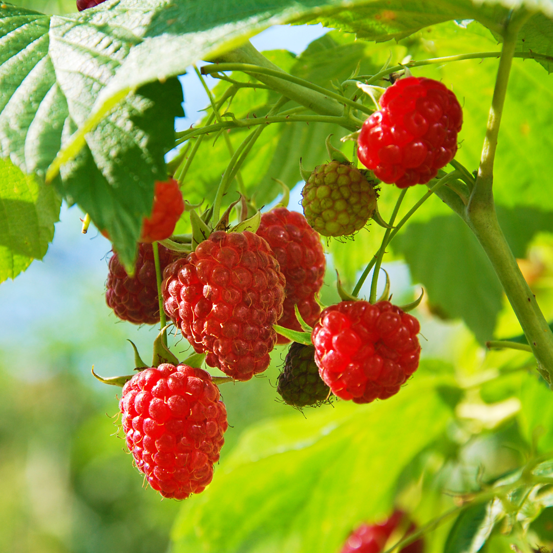 Raspberries