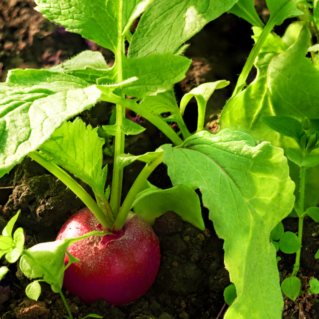 Radishes