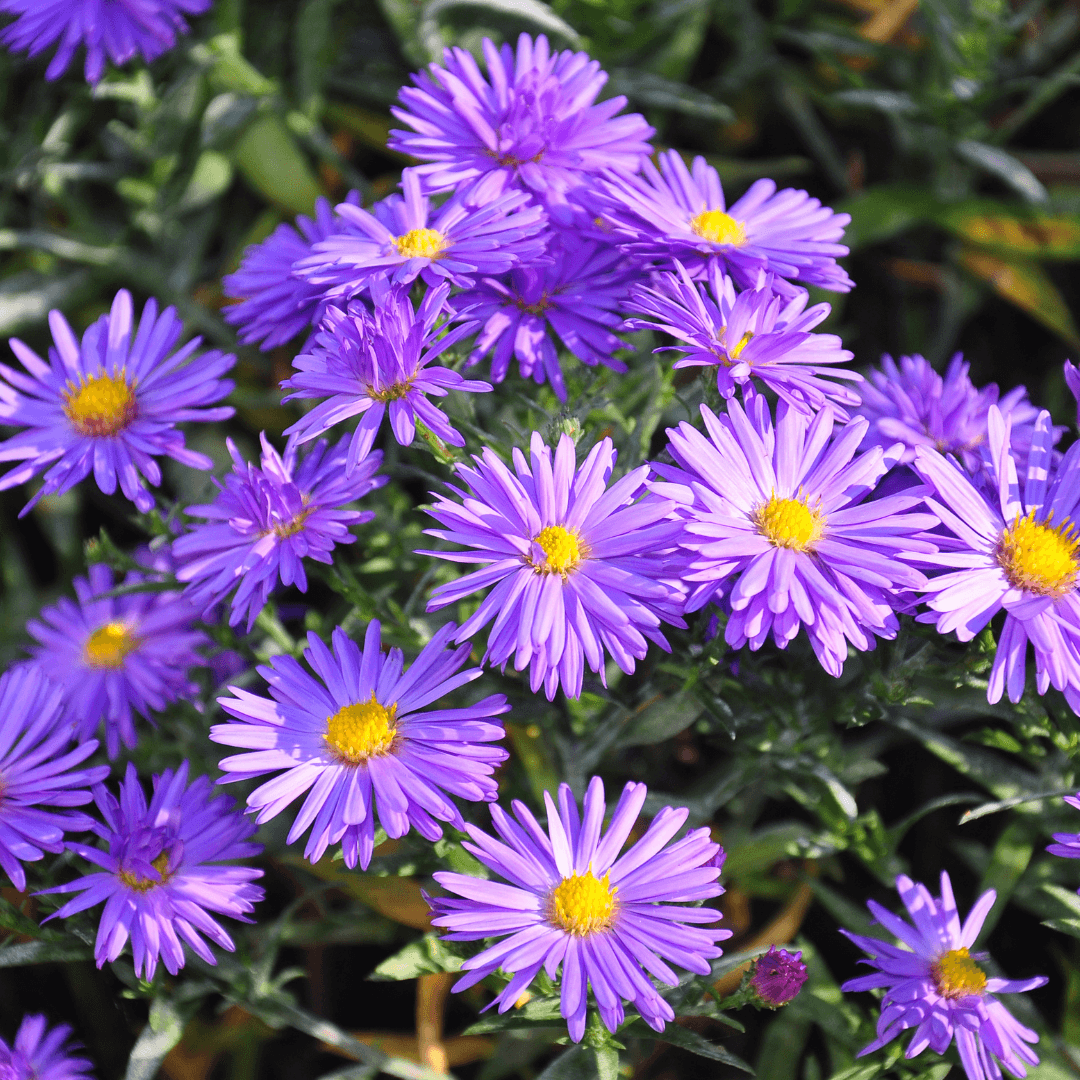 Asters