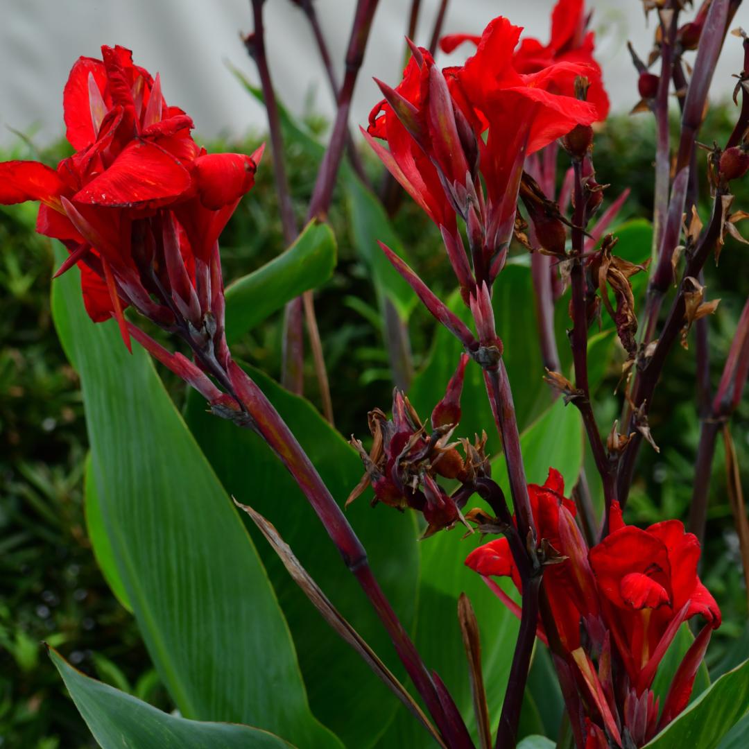 Canna Lily