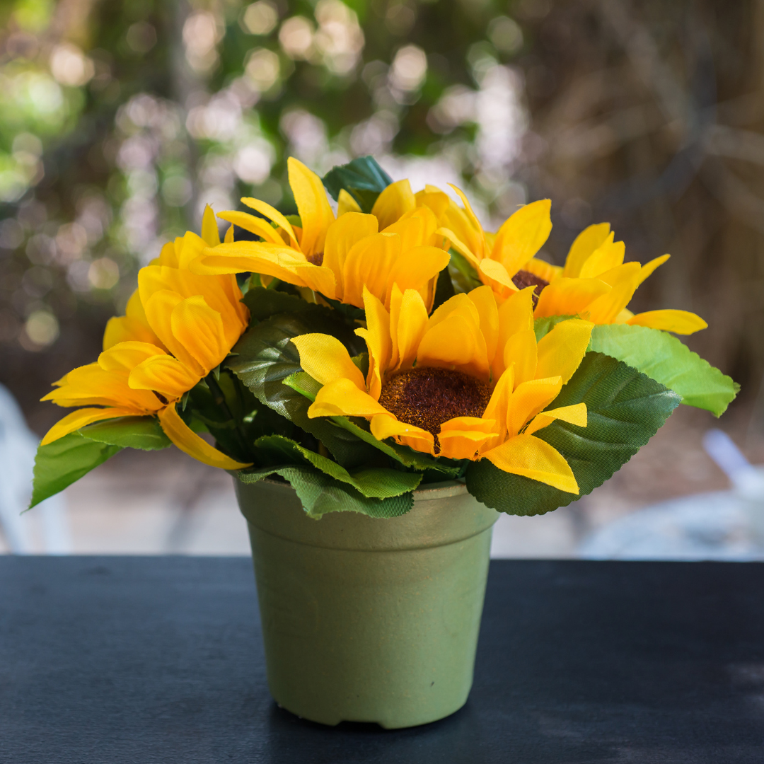 Dwarf Sunflowers