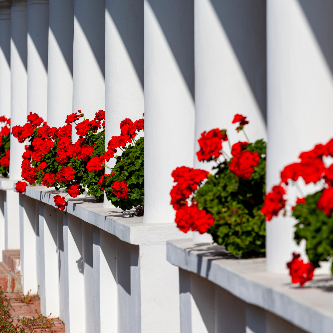 Geraniums