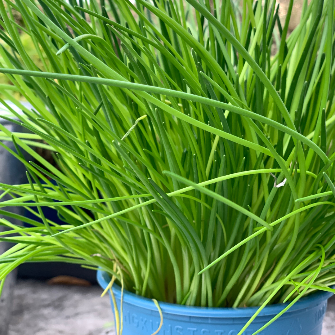 Chives