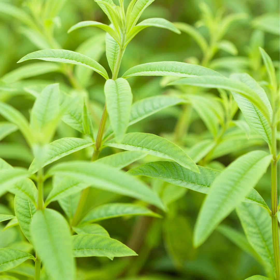 Lemon Verbena