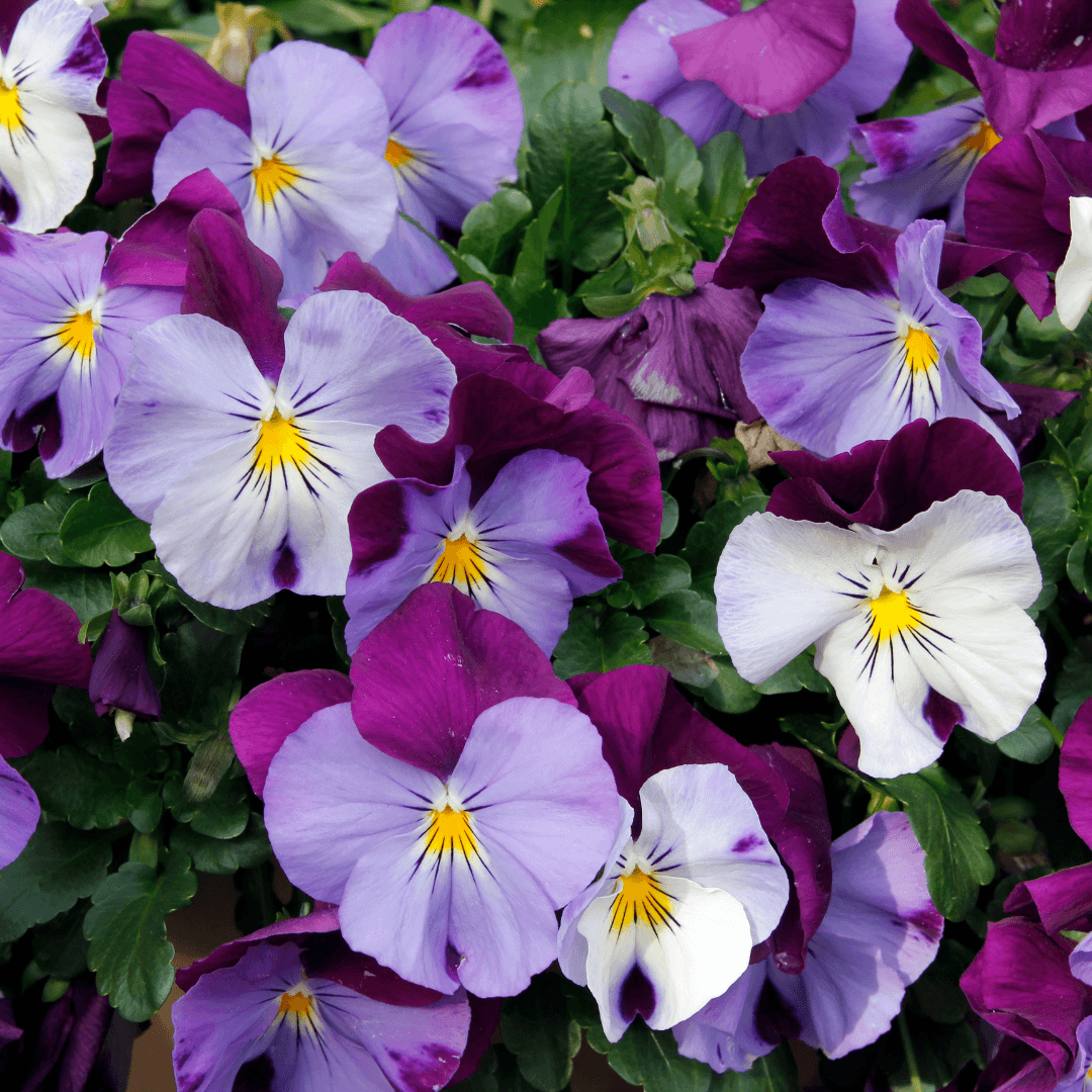 Pansies