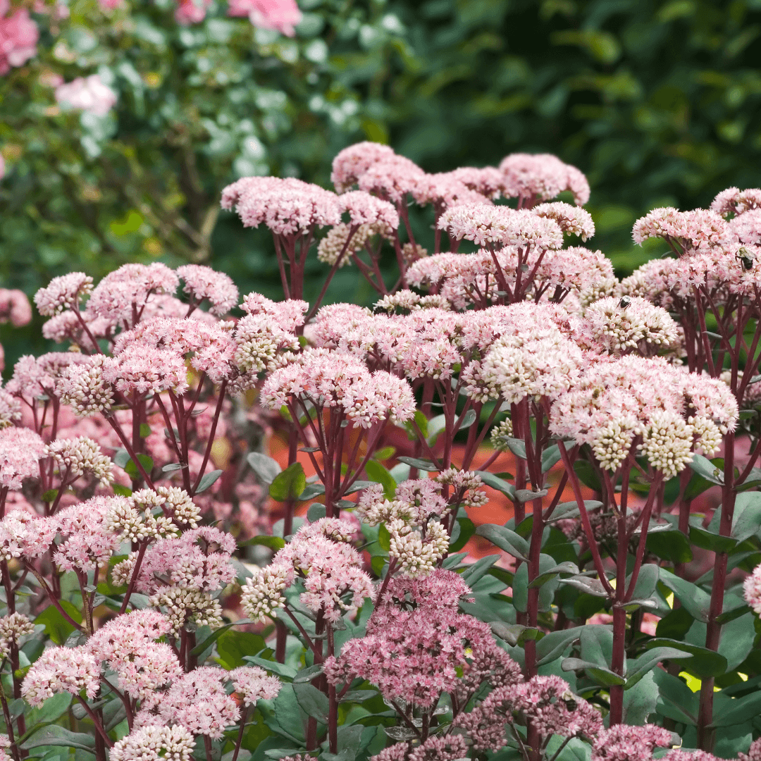 Sedum (Stonecrop)