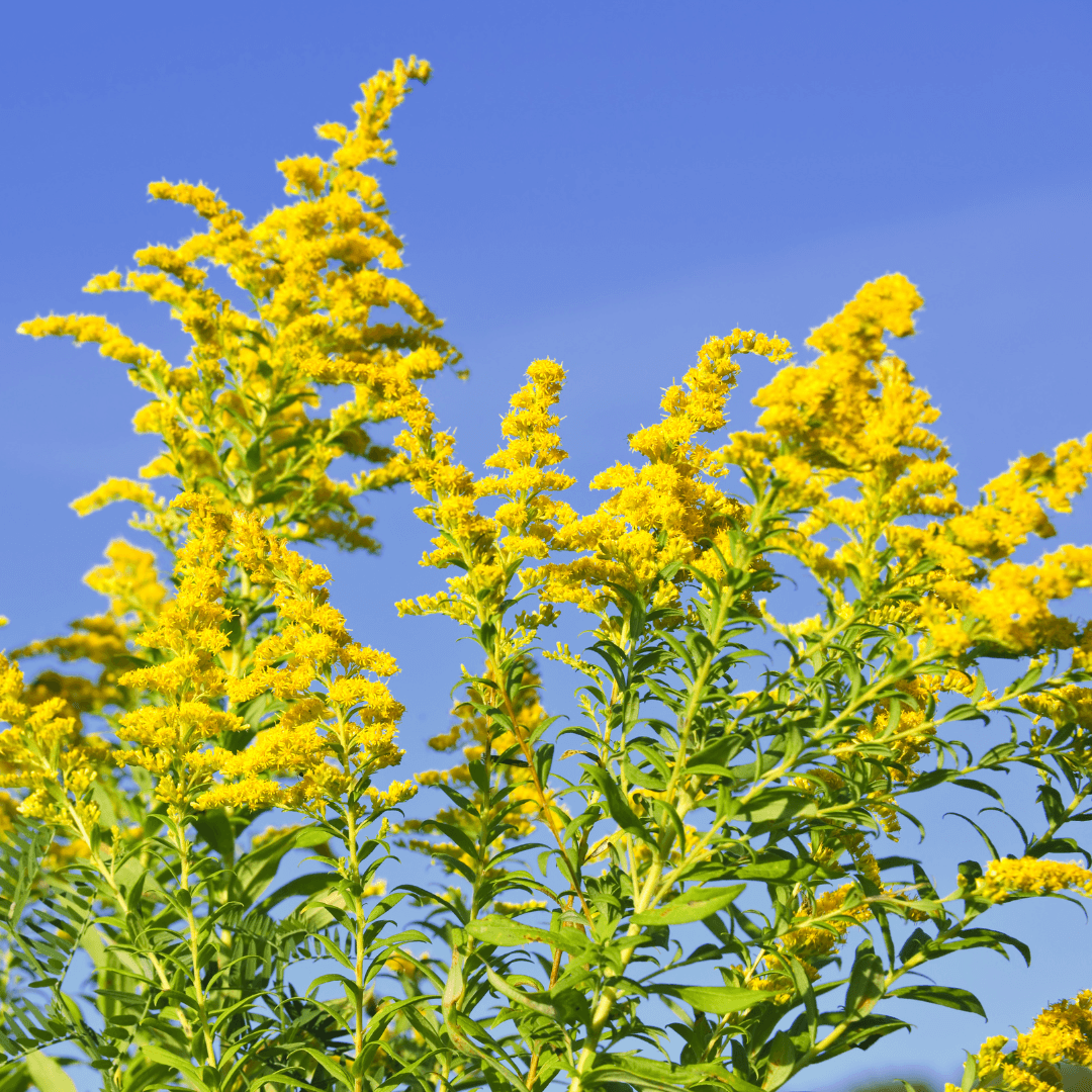 Goldenrod