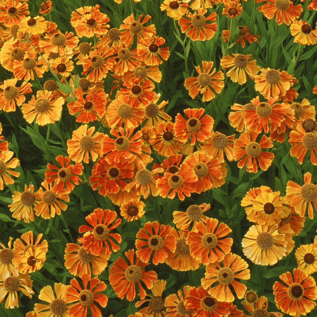 Helenium (Sneezeweed)