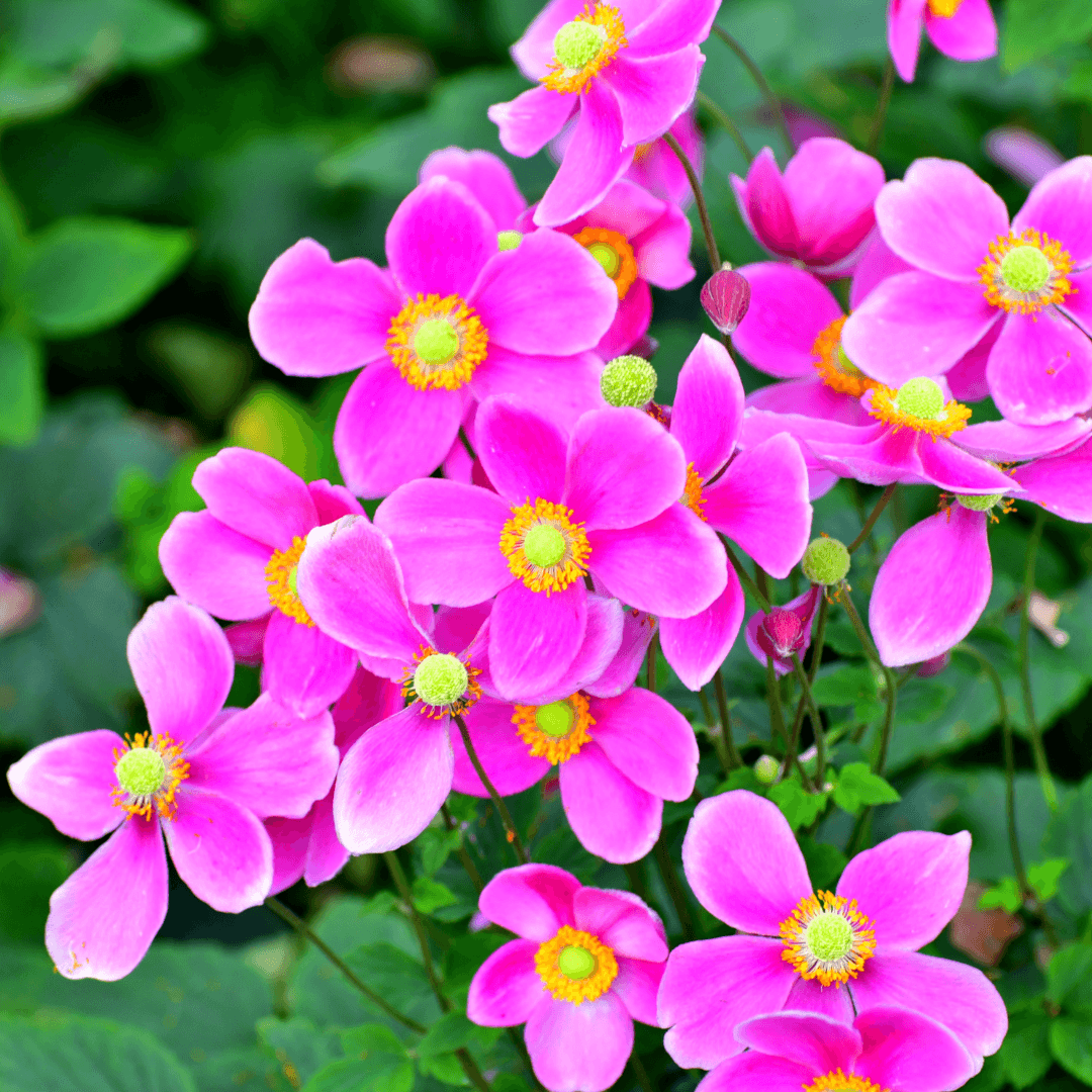 Japanese Anemone