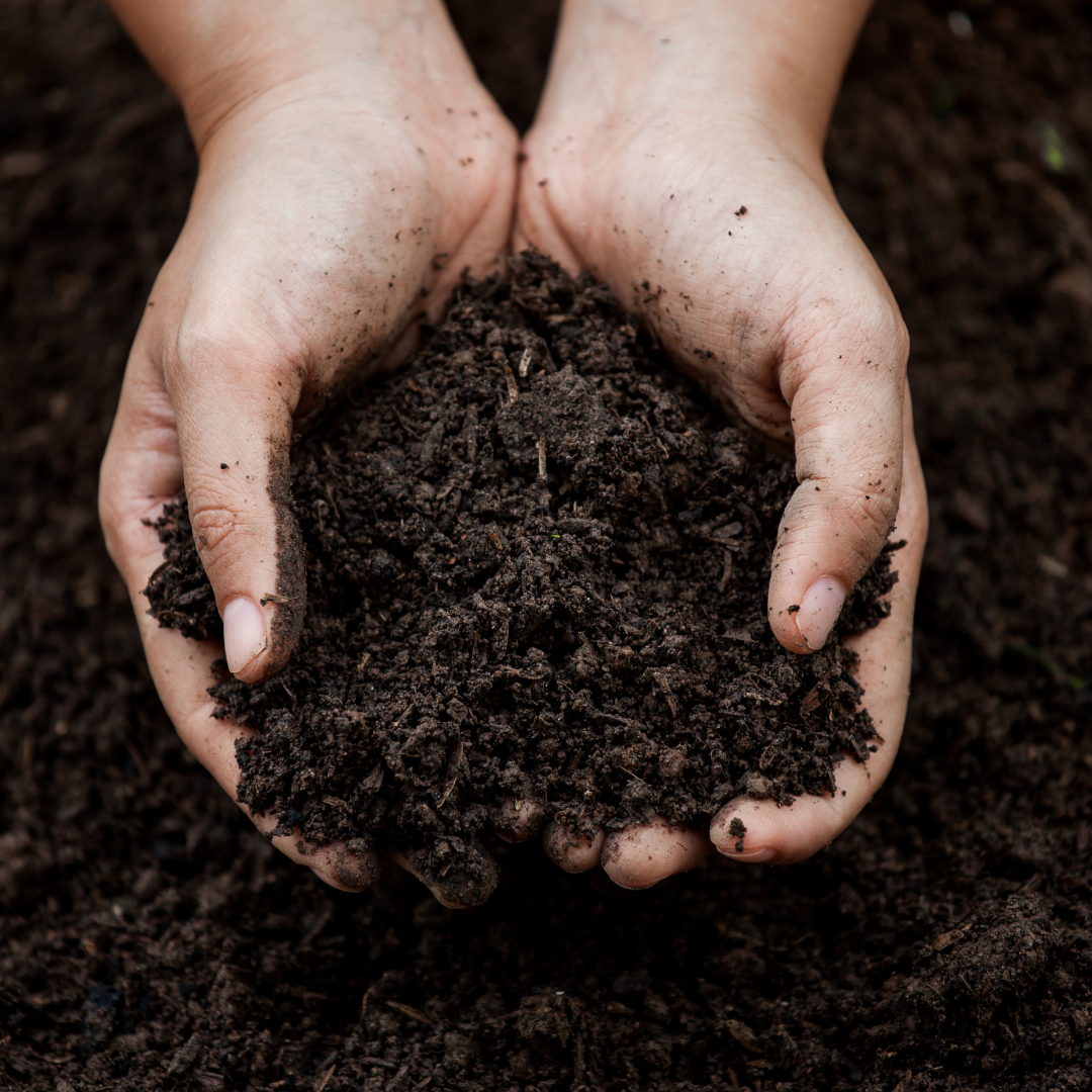 Soil To Grow Tamarind