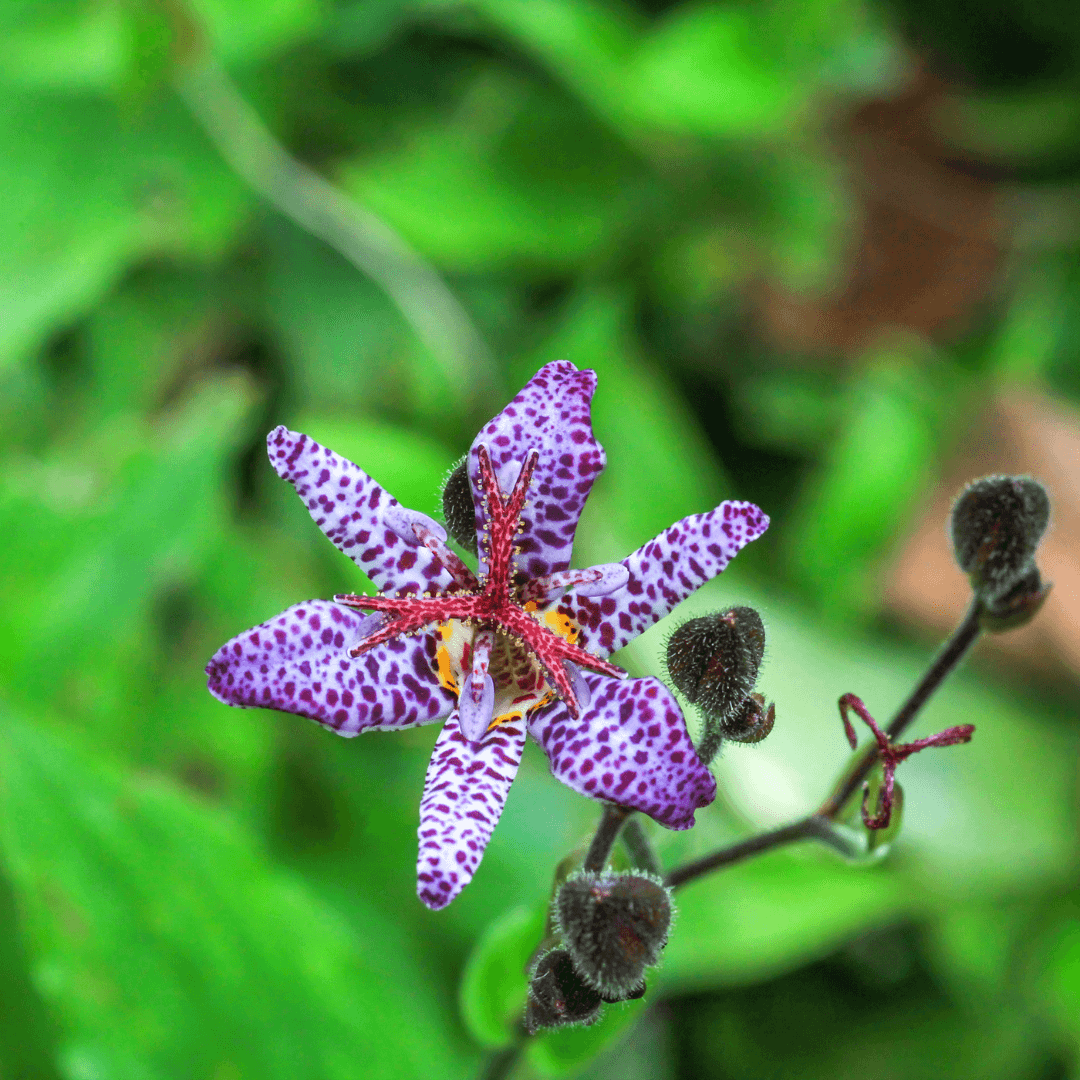 Toad Lily (Tricyrtis)