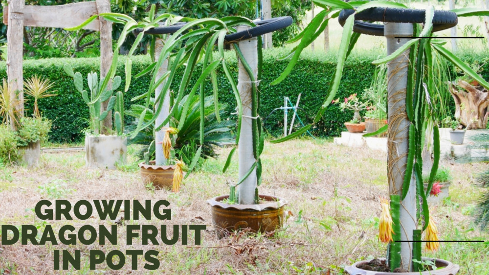 Easy 10 Steps Of Growing Dragon Fruit In Pots