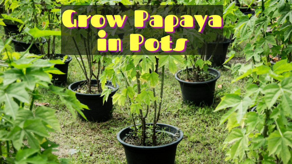 Easy Steps To Grow Papaya In Pots