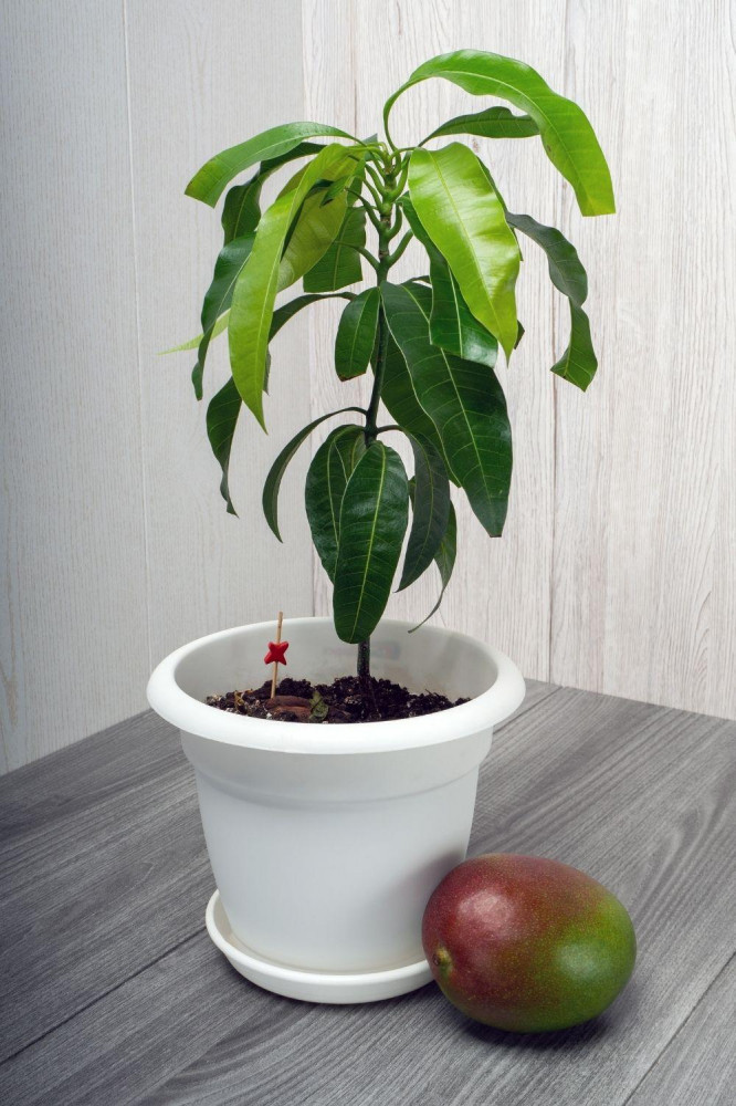 Easy Ways To Grow Mango Trees In Containers