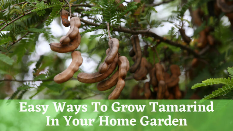 Easy Ways To Grow Tamarind In Your Home Garden