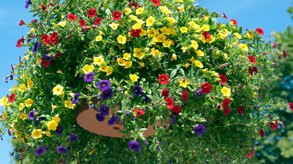 Grow Million Bells Flowers In Containers
