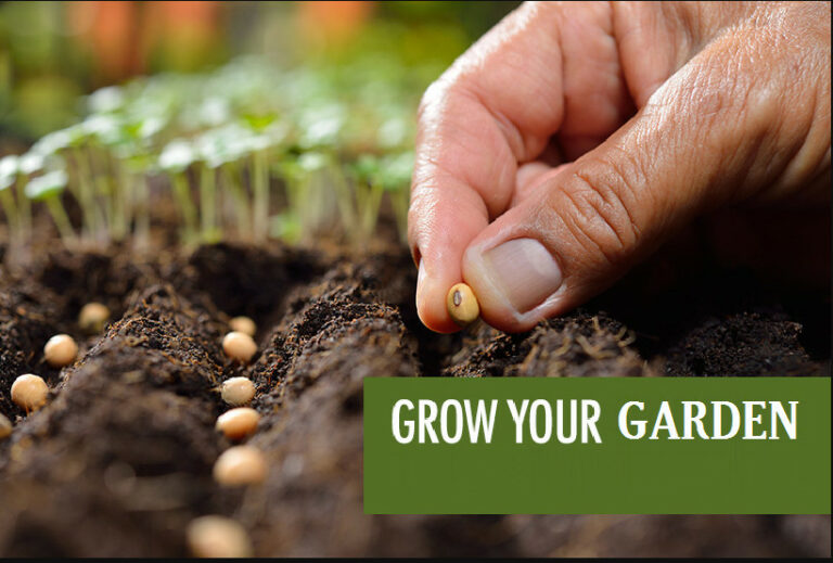 How To Grow Your Garden