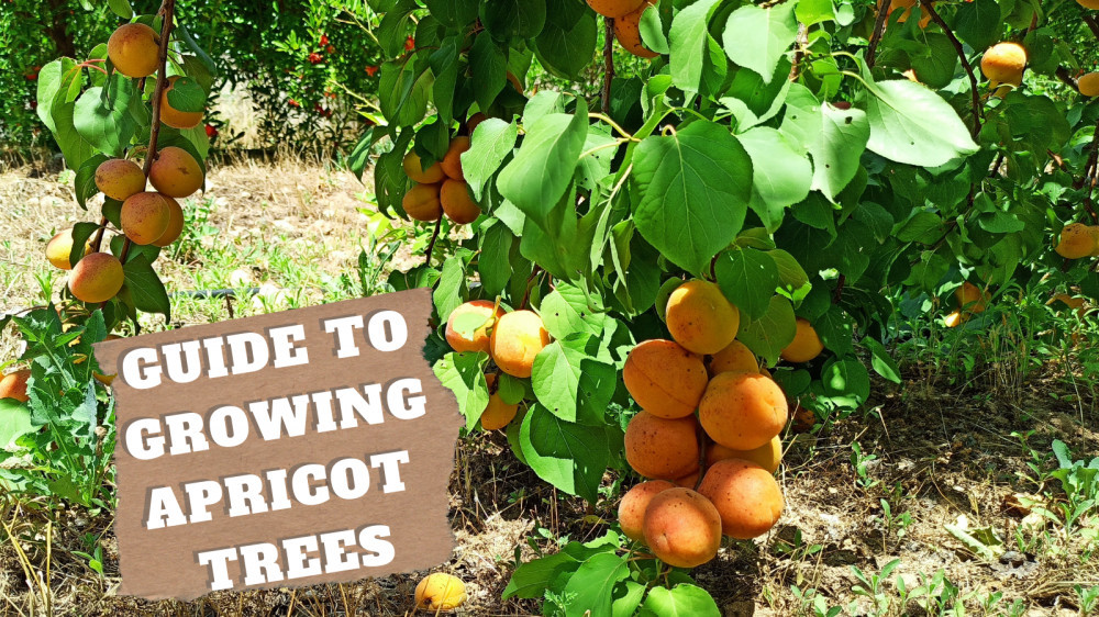 Simple Guide To Growing Apricot Trees In Pots