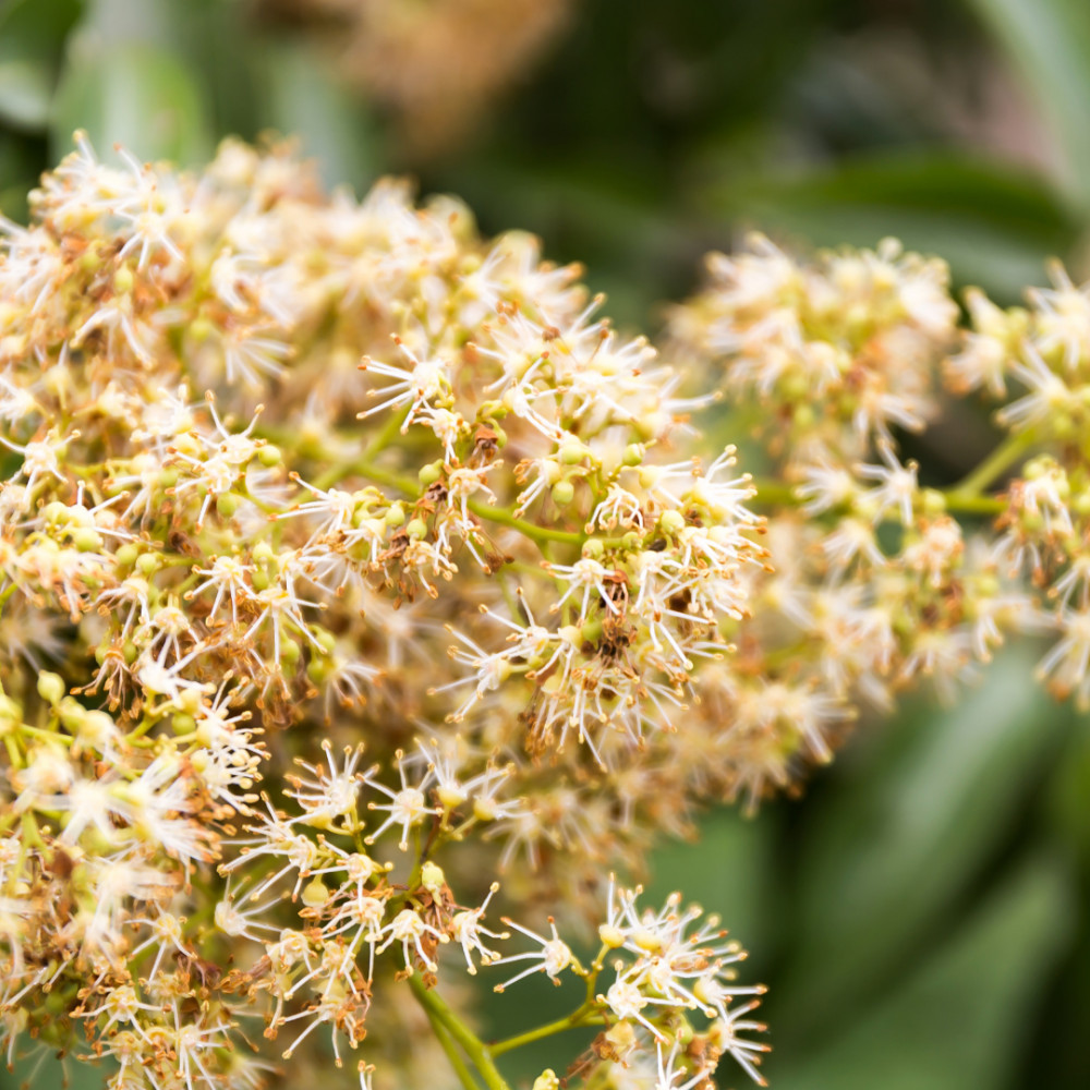 Some Features Of Lychee Trees