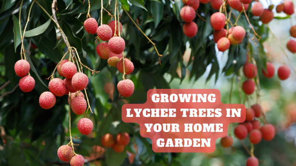 Super Easy Ways Of Growing Lychee Trees In Pots
