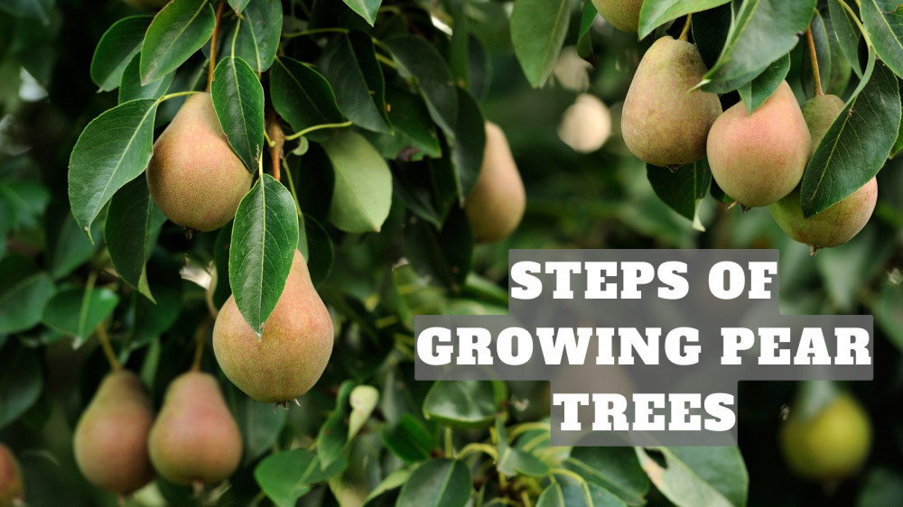 Best Steps Of Growing Pear Trees