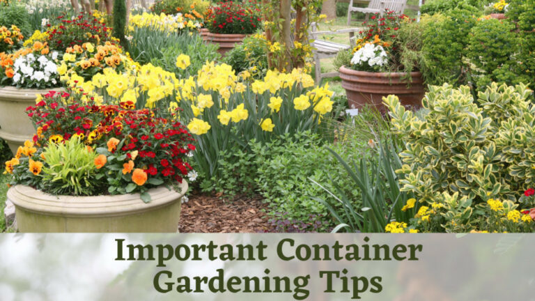 The Top Most Important Container Gardening Tips