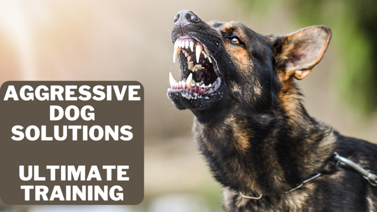 Aggressive Dog Solutions – Ultimate Training