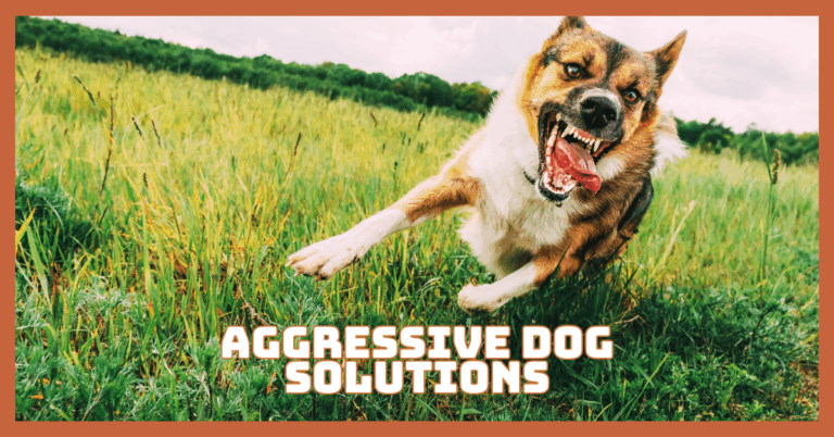 Aggressive Dog Solutions - Ultimate Training