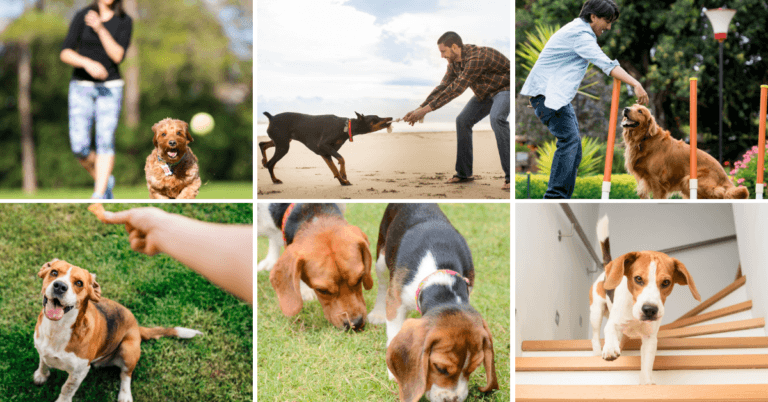 Best Home Games For Dogs