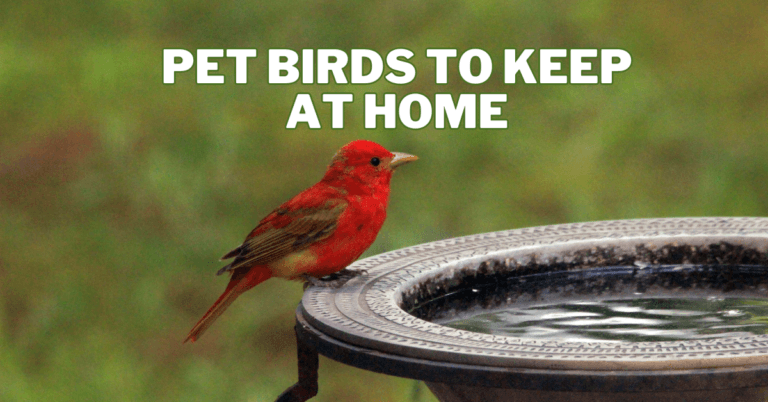 Best Pet Birds To Keep At Home
