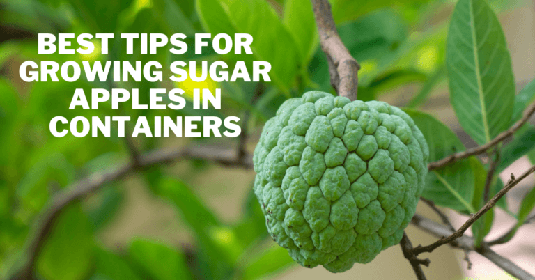 Best Tips For Growing Sugar Apples In Containers