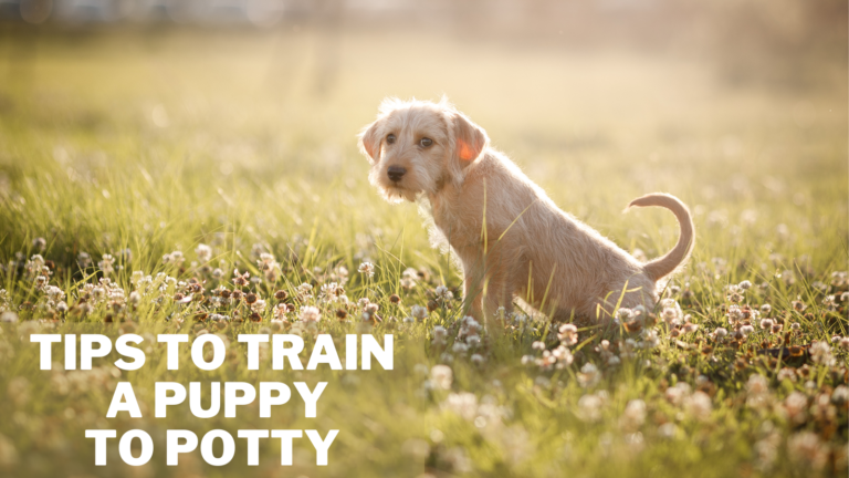 Best Tips To Train A Puppy To Potty