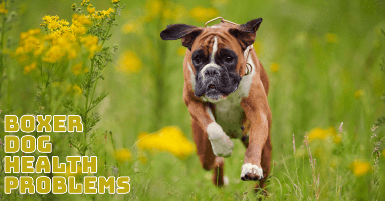 Boxer Dog Health Problems: Essential Insights For Responsible Care