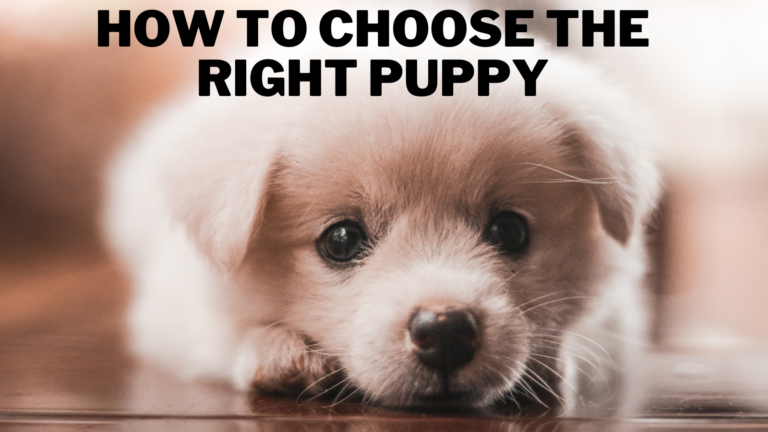 How To Choose The Right Puppy