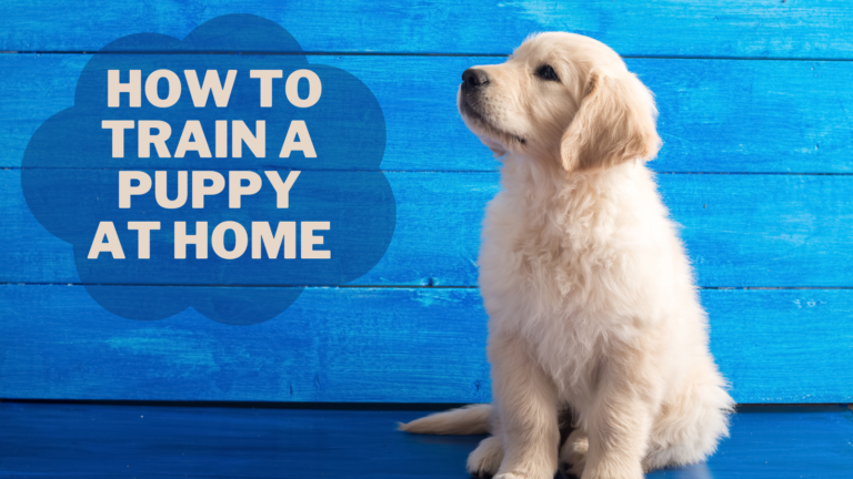 How To Train A Puppy At Home