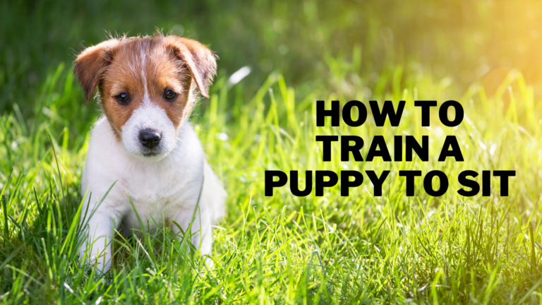 How To Train A Puppy To Sit