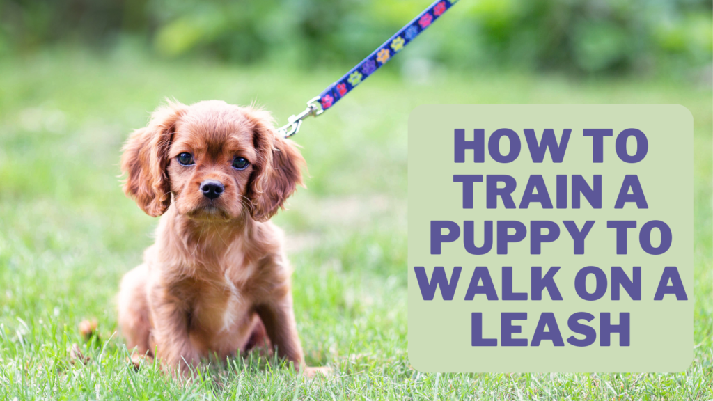 How To Train A Puppy To Walk On A Leash In 2023