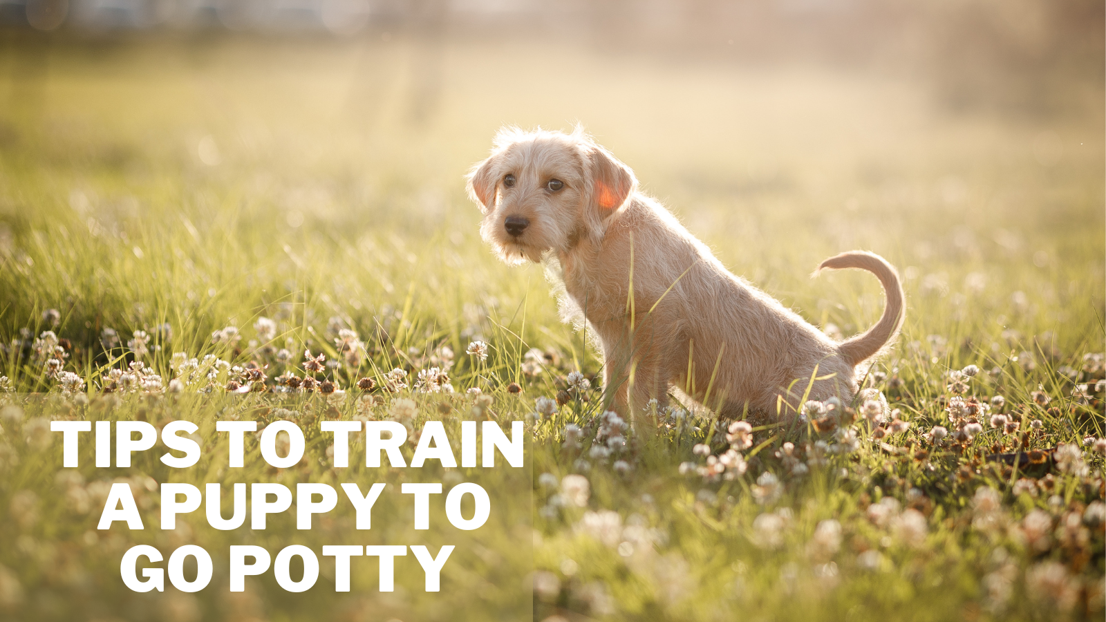 Tips To Train A Puppy To To Go Potty