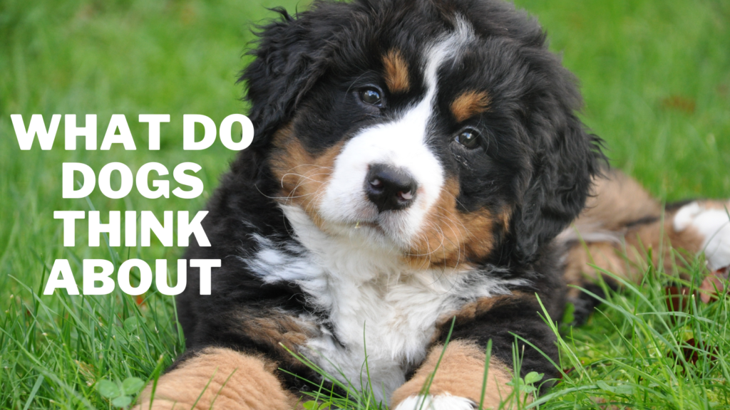 What Do Dogs Think About In 2024 Close To Nature