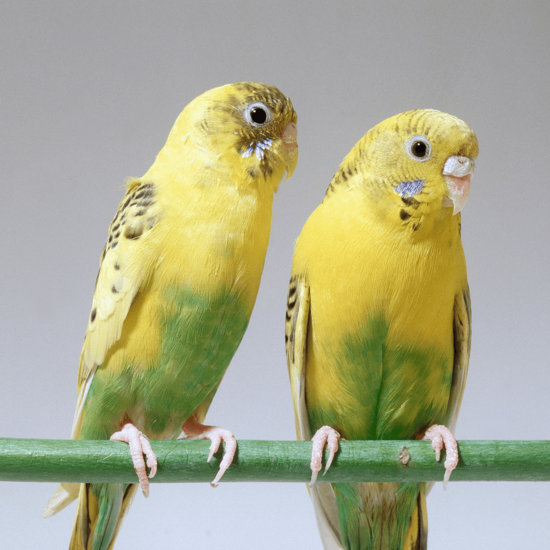 Budgerigars (Budgies/Parakeets)
