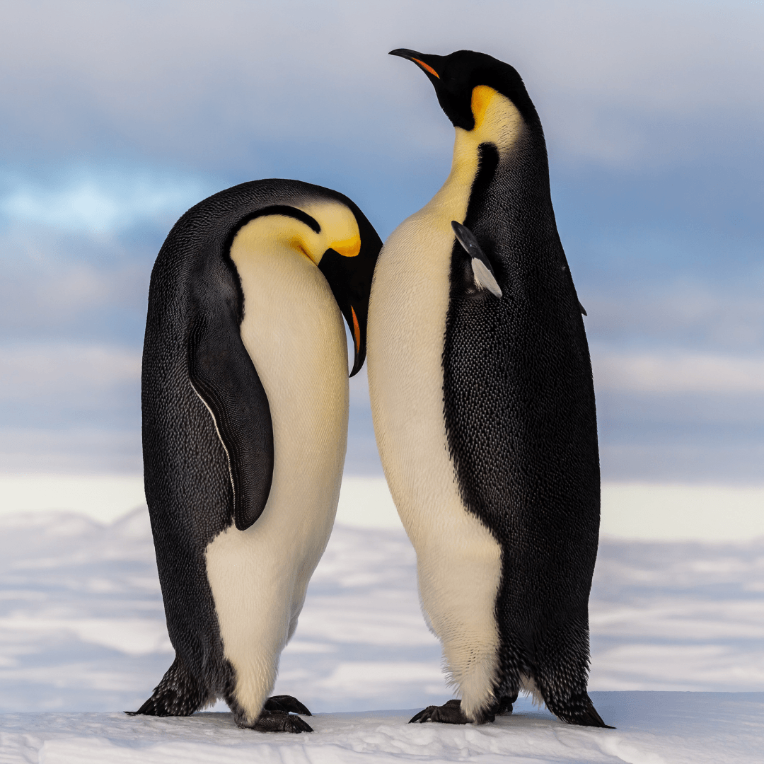 Penguins (Various Species)
