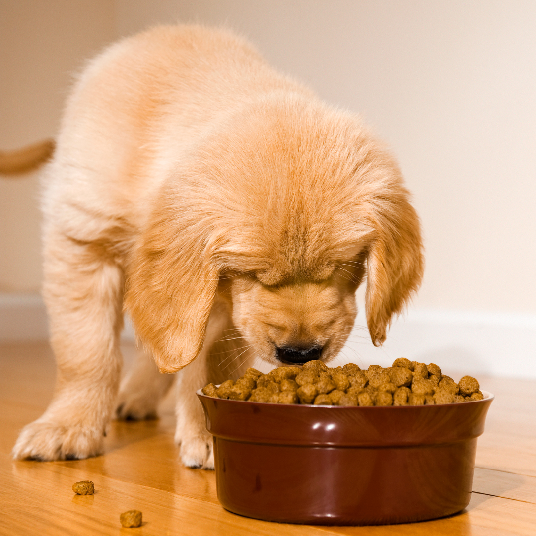 Set A Regular Feeding Routine For Your Puppy