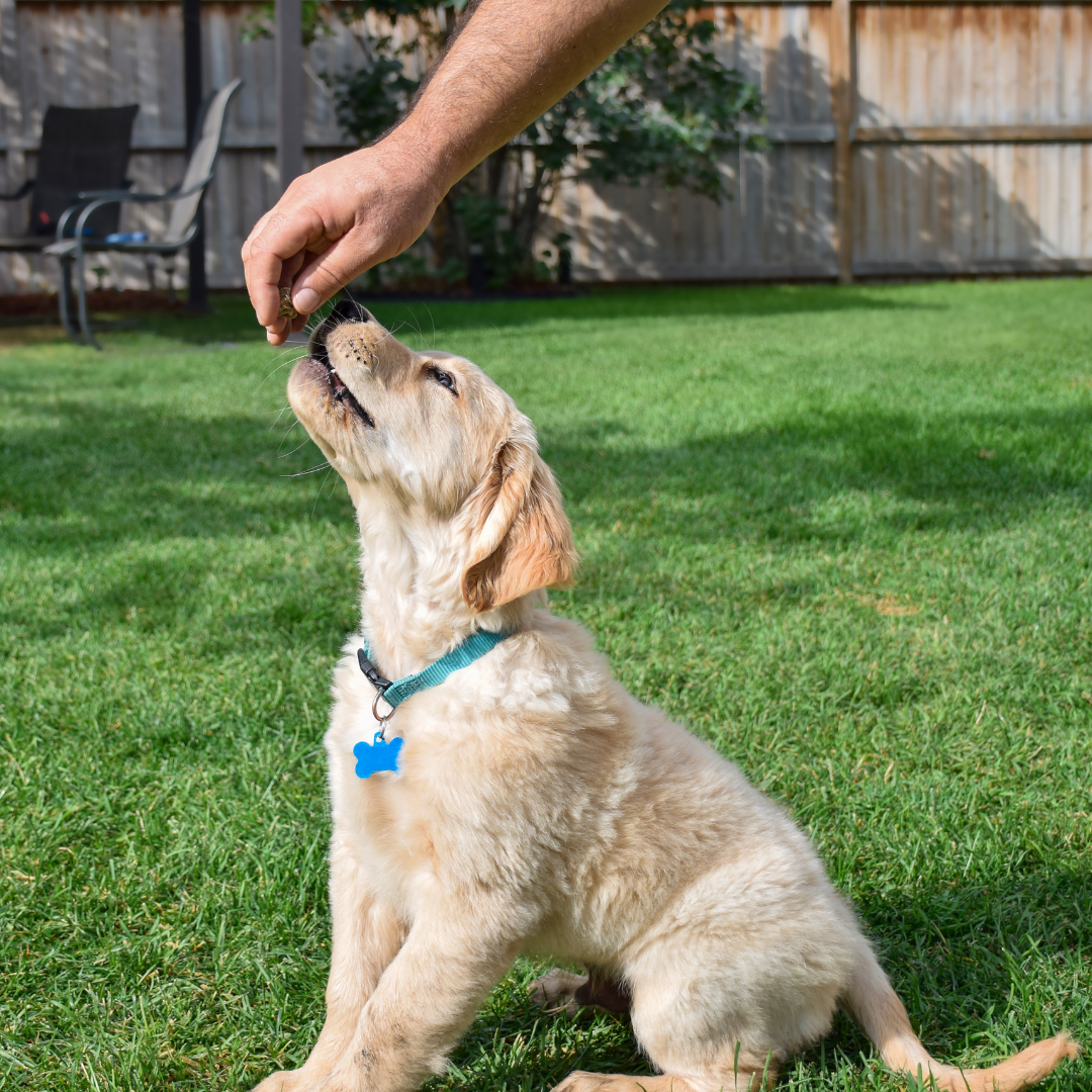 How To Make Puppy Training A Fun Experience