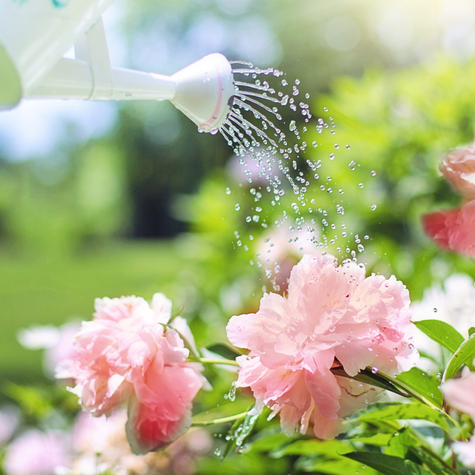 Proper Watering Techniques