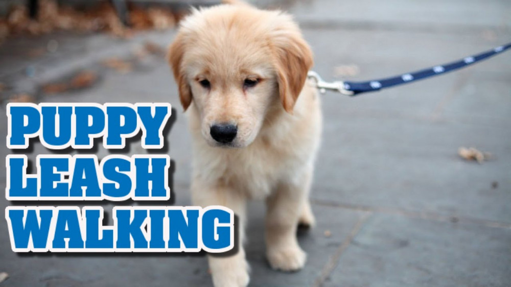 How To Train Your Puppy To Walk On A Leash