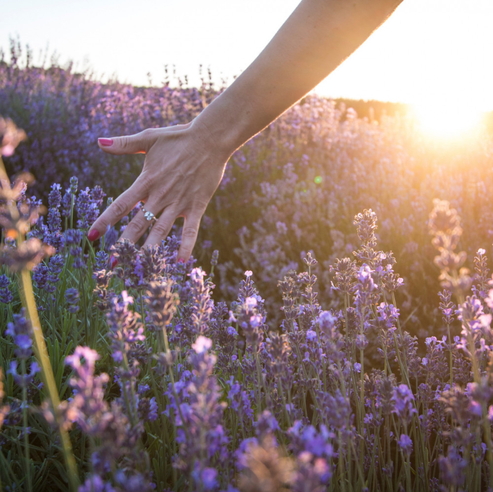 Keep Lavender On Hand