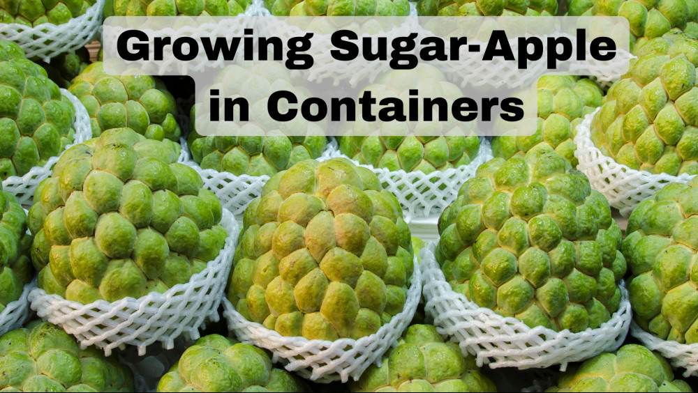 Special Tips For Growing Sugar-Apple In Containers